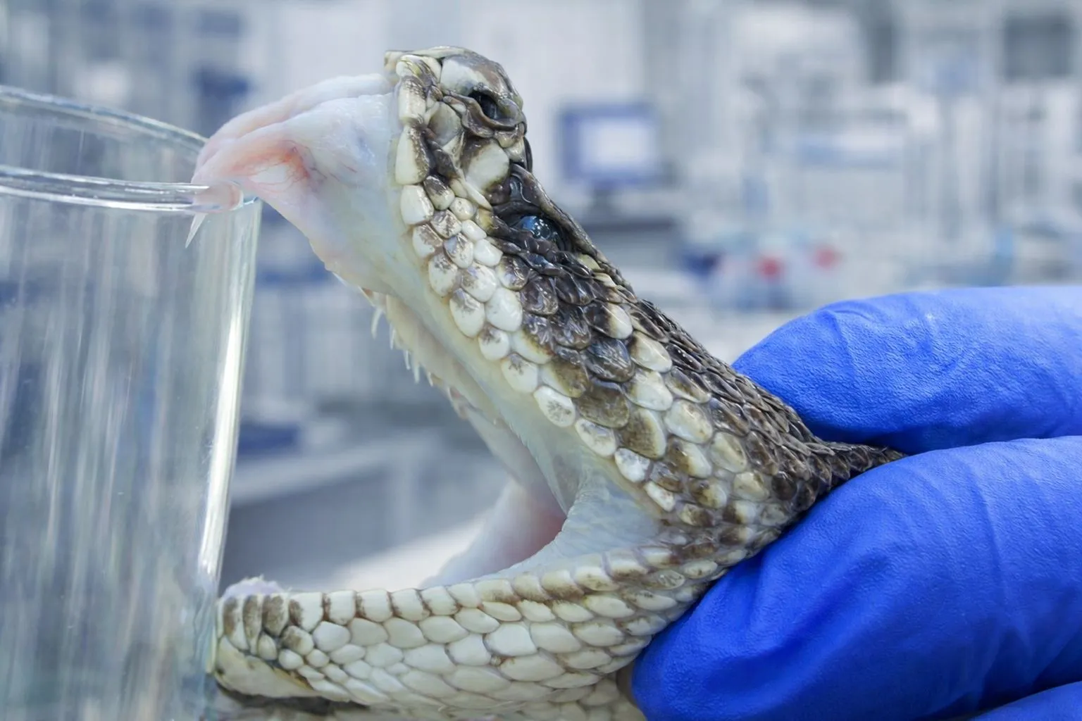 Investigador del CNAV trabajando en laboratorio de venenos
